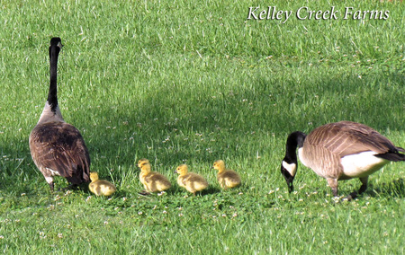 canada geese, canadian goslings