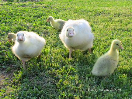 sebastopol goslings