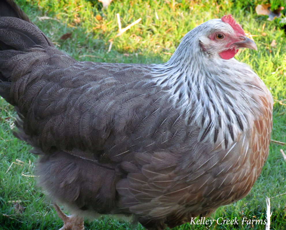 silver grey dorking hen