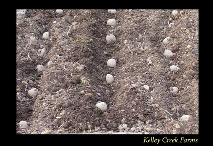 Kelley Creek Farms potatoes