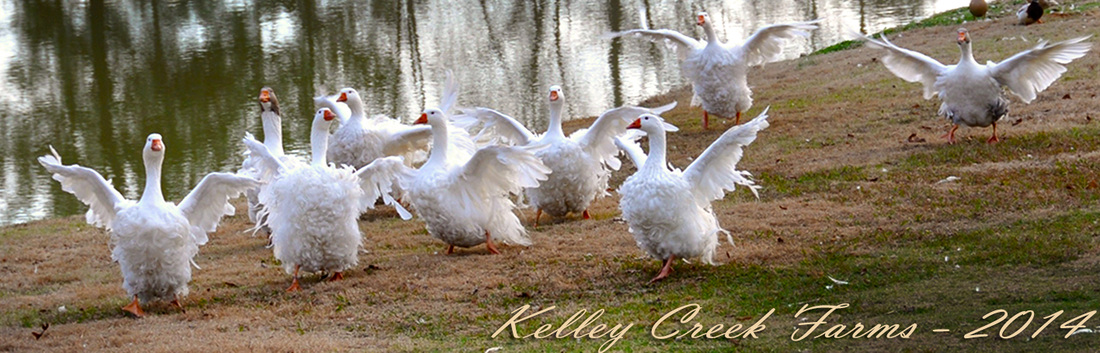 sebastopol geese