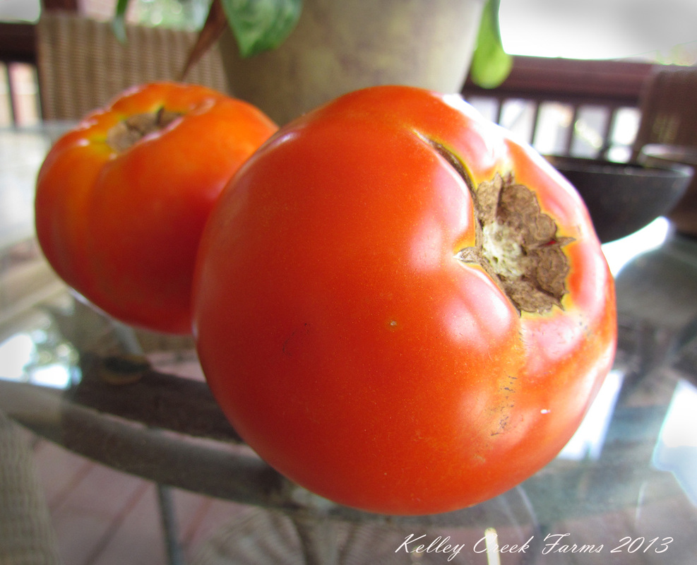 saving tomato seed