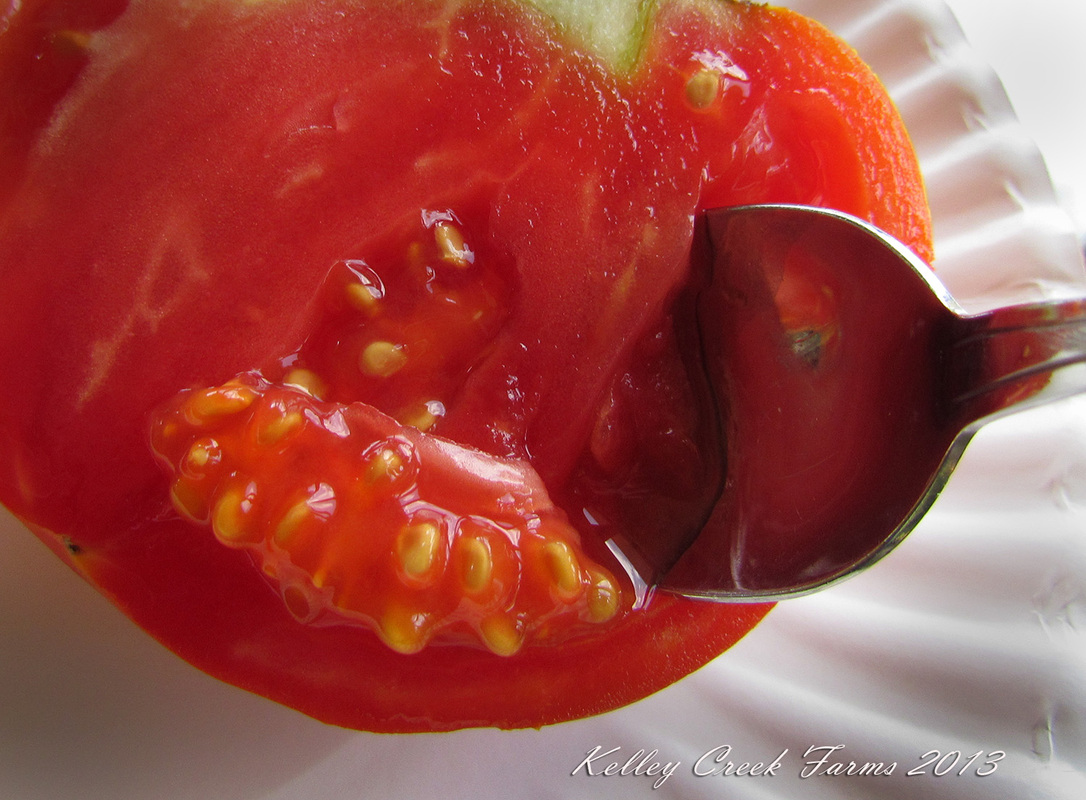 saving tomato seed